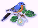 bluebirddisplay.jpg